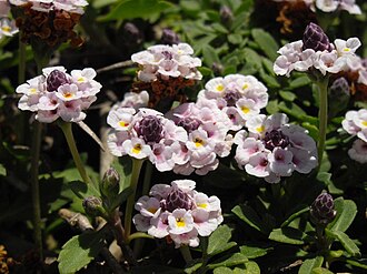 Frogfruit growing as a flowering native groundcover